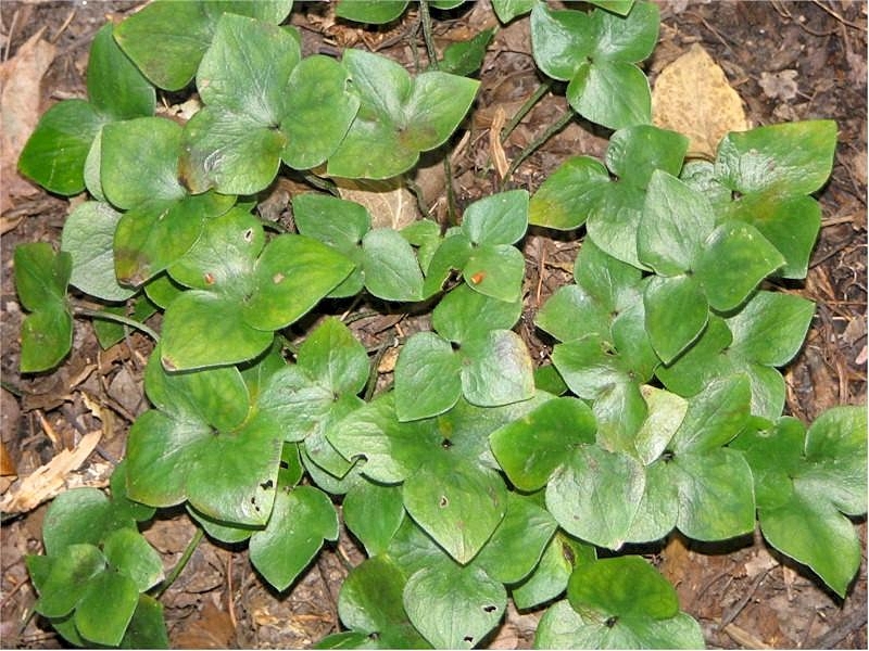 Leaves