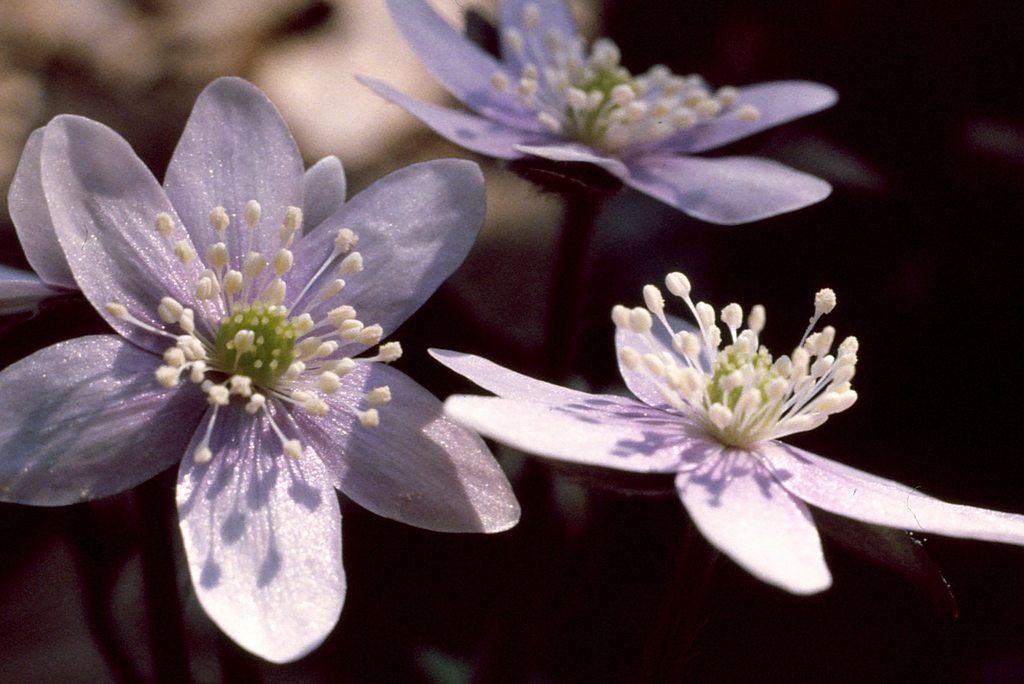 Close up of flower