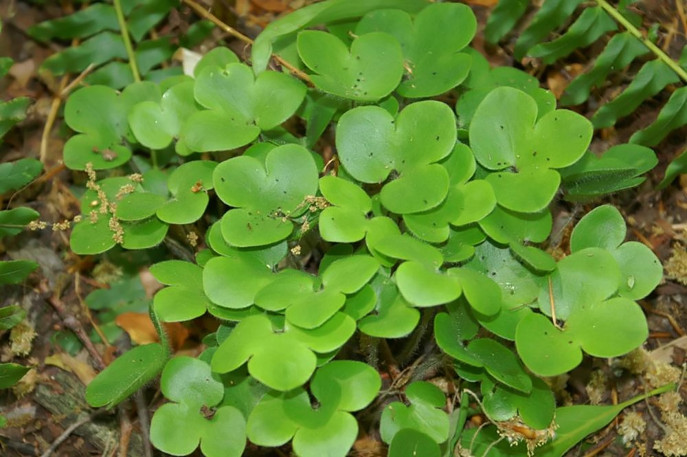 Leaves