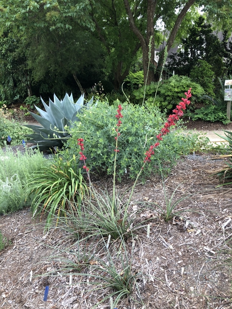 Tall racemes of red flowers held high above rosette plants.