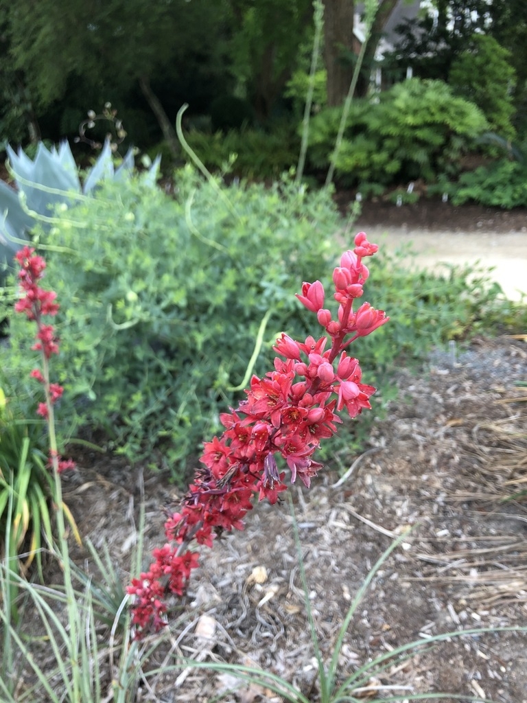 Raceme of red flowers with red interiors.