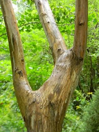 bark (Buncombe Co. NC, fall)