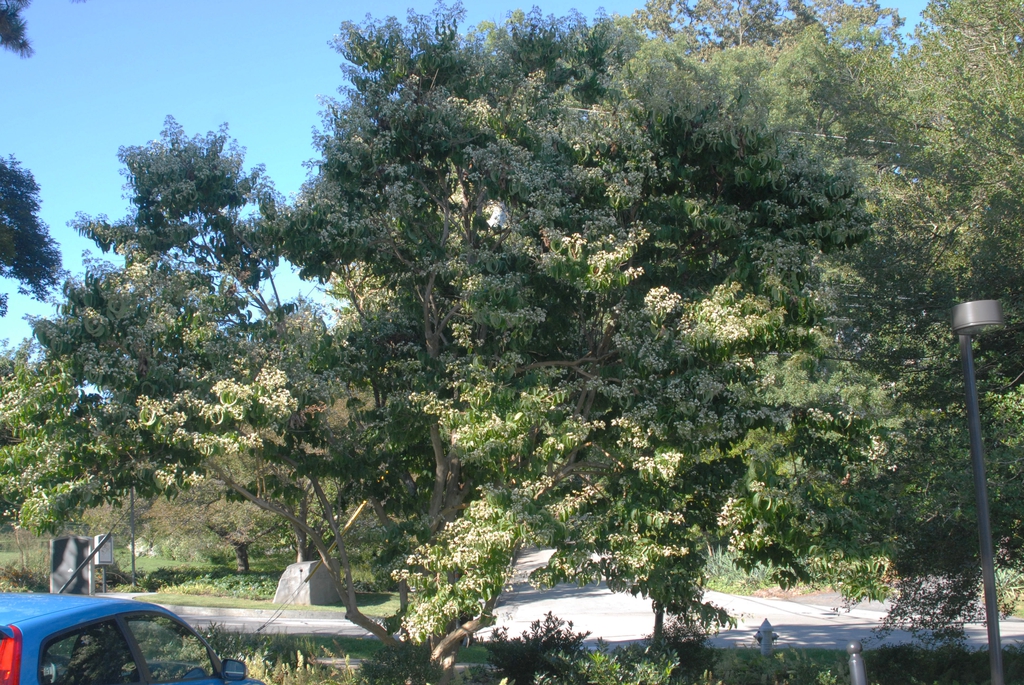 Heptacodium miconioides