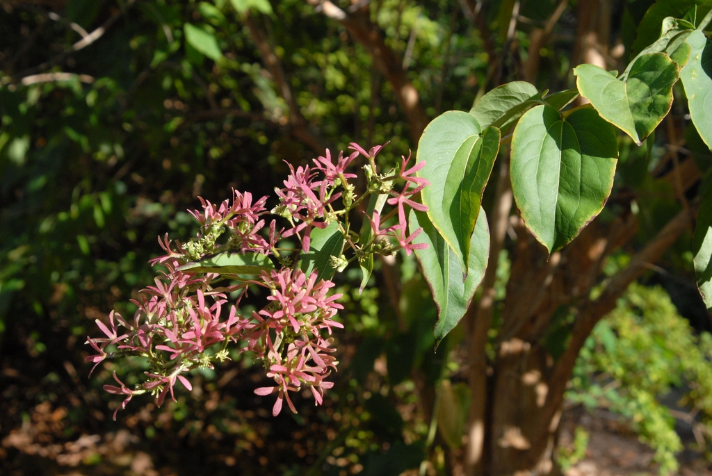 Heptacodium miconioides