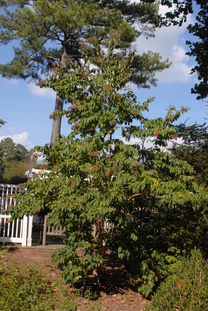 Heptacodium miconioides