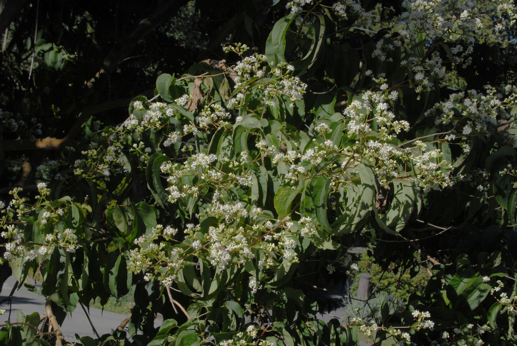 Heptacodium miconioides