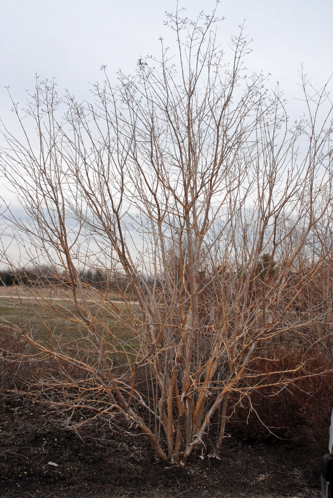 Heptacodium miconioides Fall Form