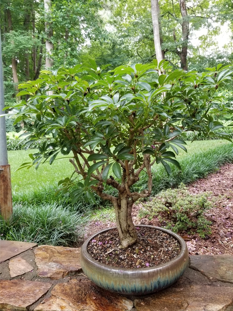 Bonsai in shallow glazed tray.