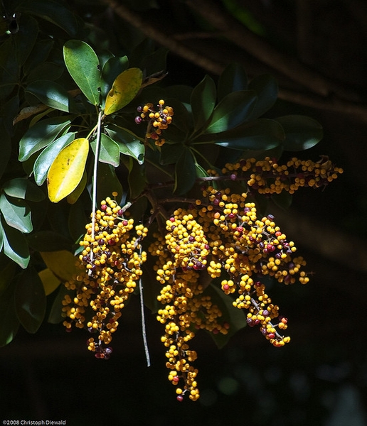 Heptapleurum arboricola