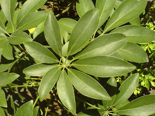 Heptapleurum arboricola