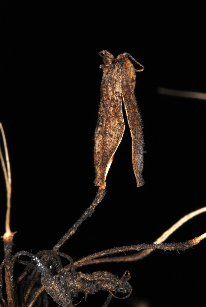Dried fruit (Boone, NC)-Mid Summer