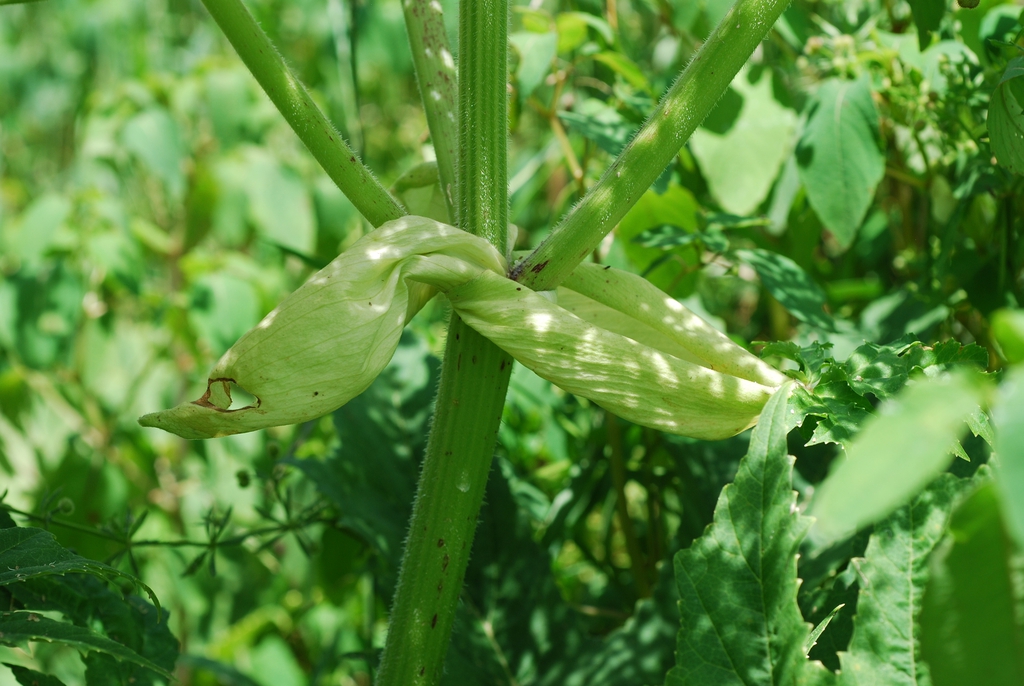 Angular stem with hairs (Boone, NC)-Mid Summer