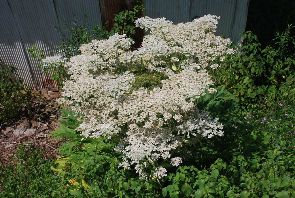Flower clusters (Boone, NC)-Mid Summer