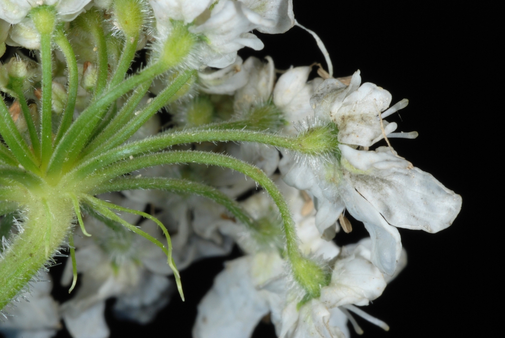 Side view with hairs on stem (Boone, NC)-Mid Summer