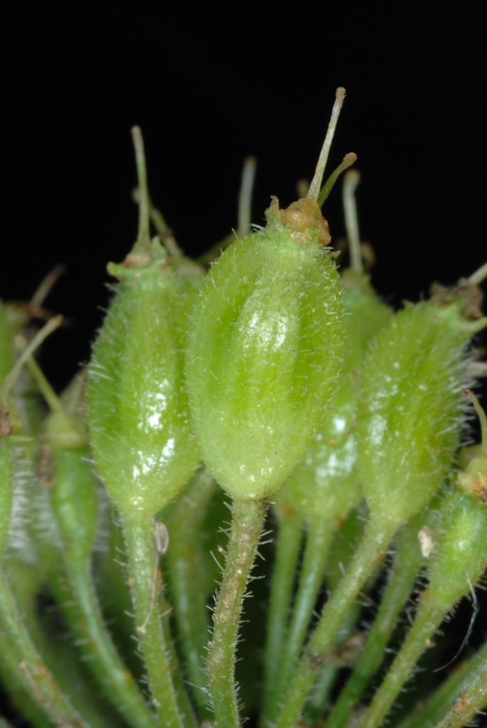 Fruit close-up (Boone, NC)-Mid Summer