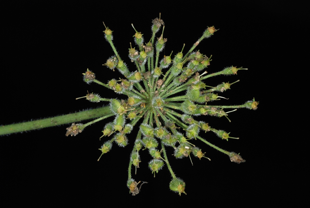 Fruits forming (Boone, NC)-Mid Summer