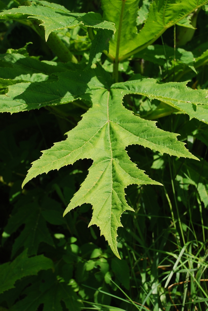 Leaf close-up (Boone, NC)-Mid Summer