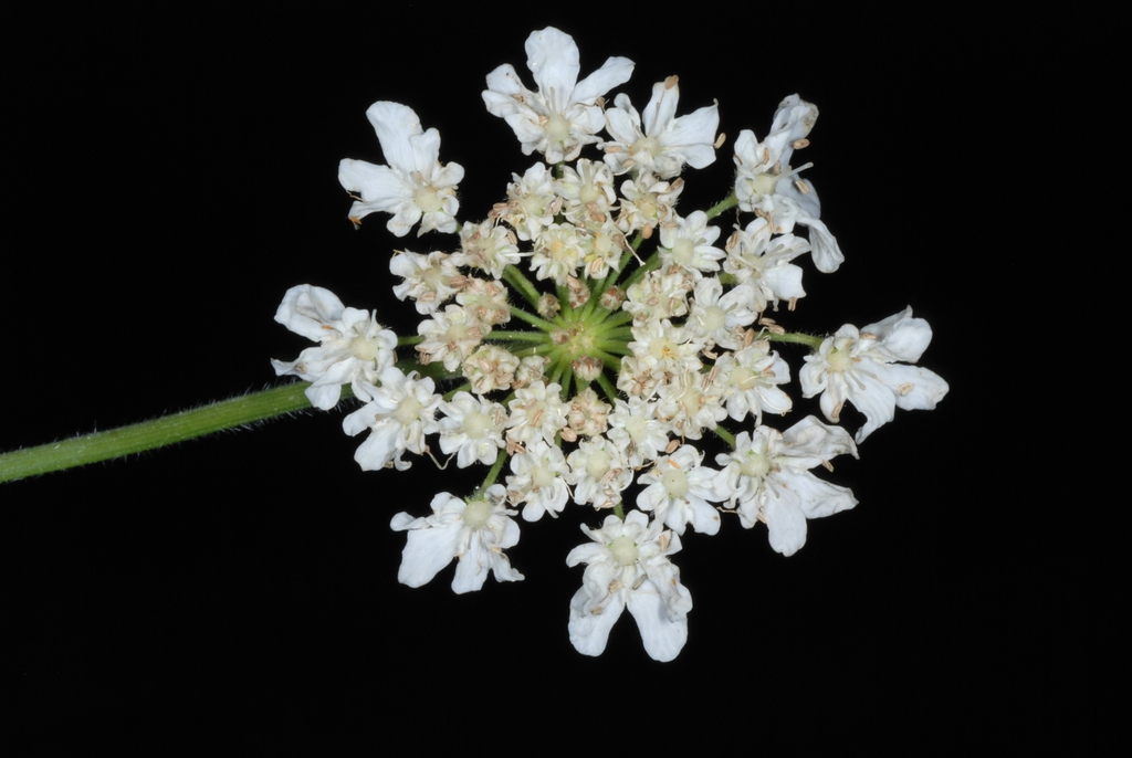 Flower close-up (Boone, NC)-Mid Summer