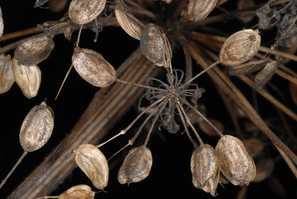 Mature fruits (Boone, NC)-Mid Summer