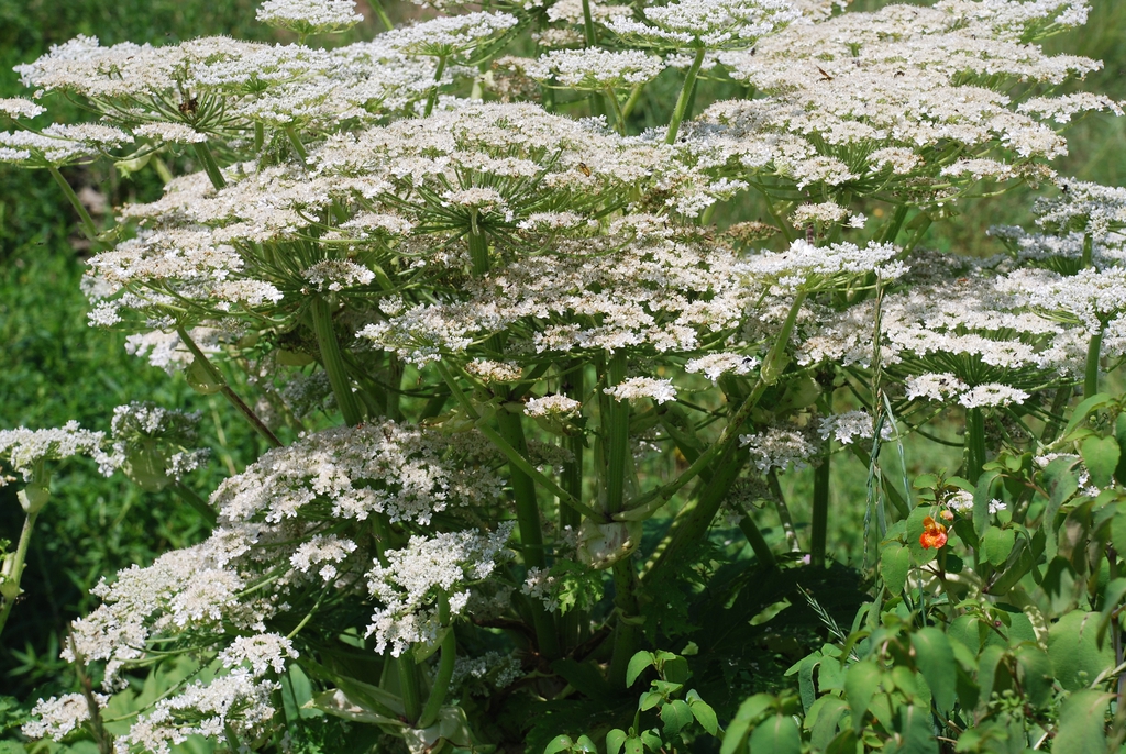 Flower form (Boone, NC)-Mid Summer