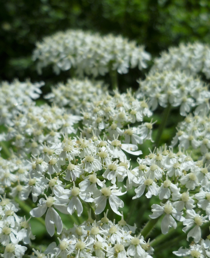Close up of flower