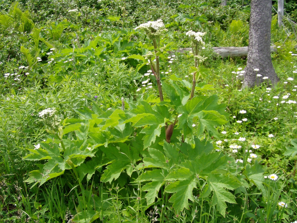 Form in native habitat