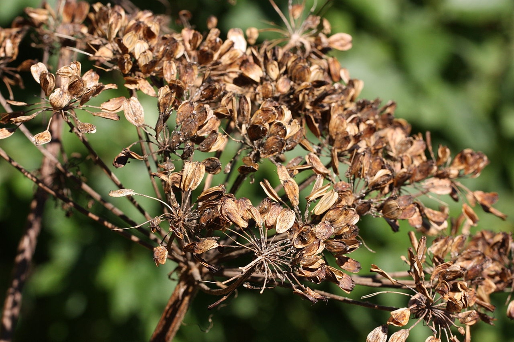 Fruit