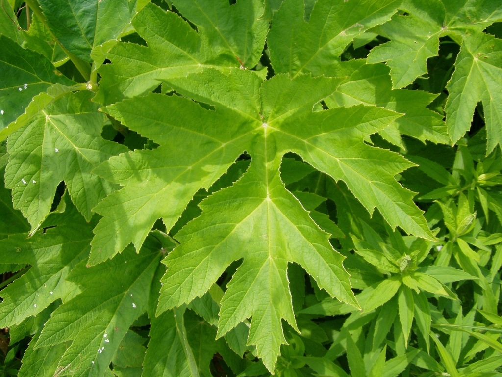 Leaves