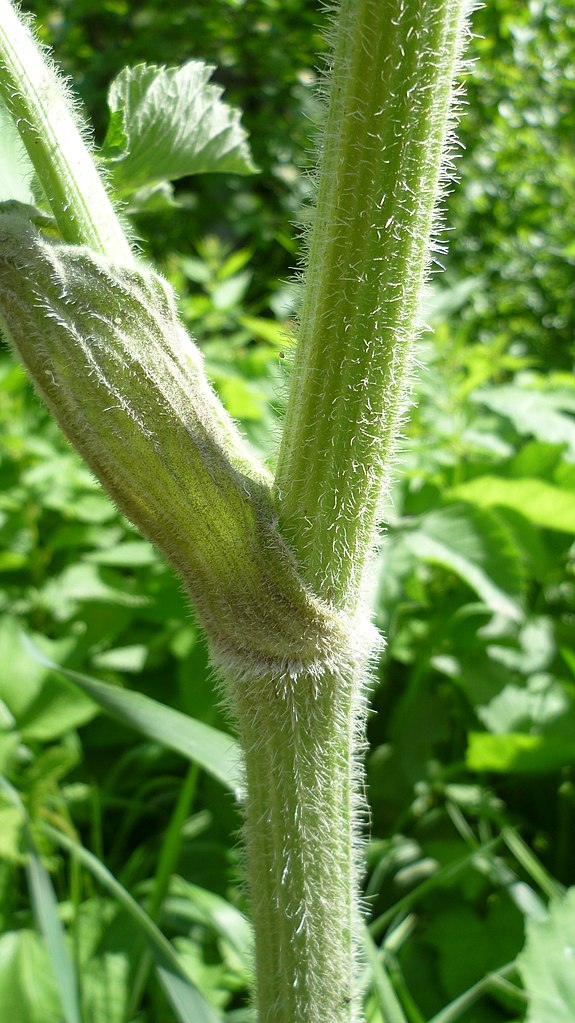 Stem