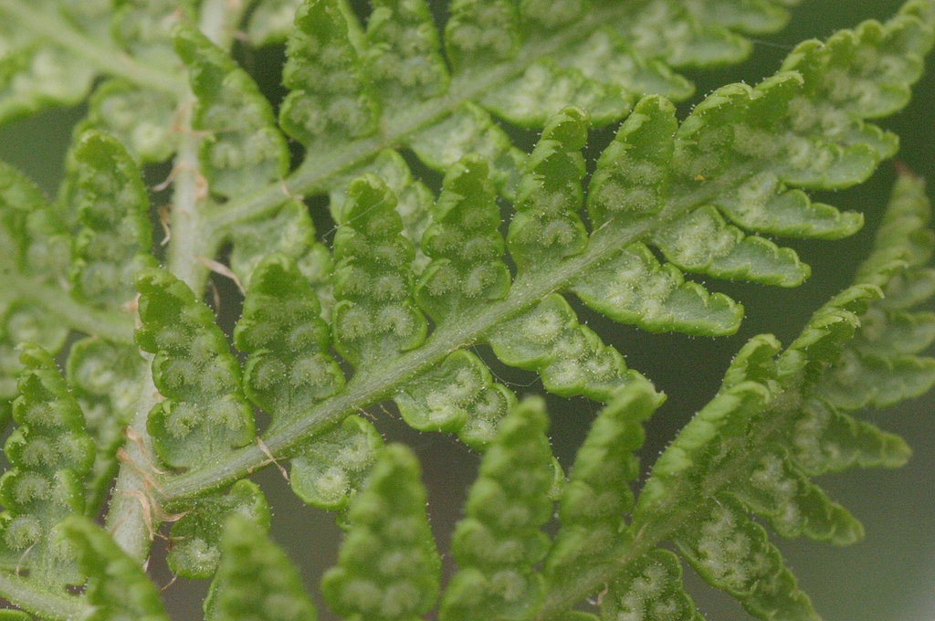 Abaxial side of frond showing c-shaped sori