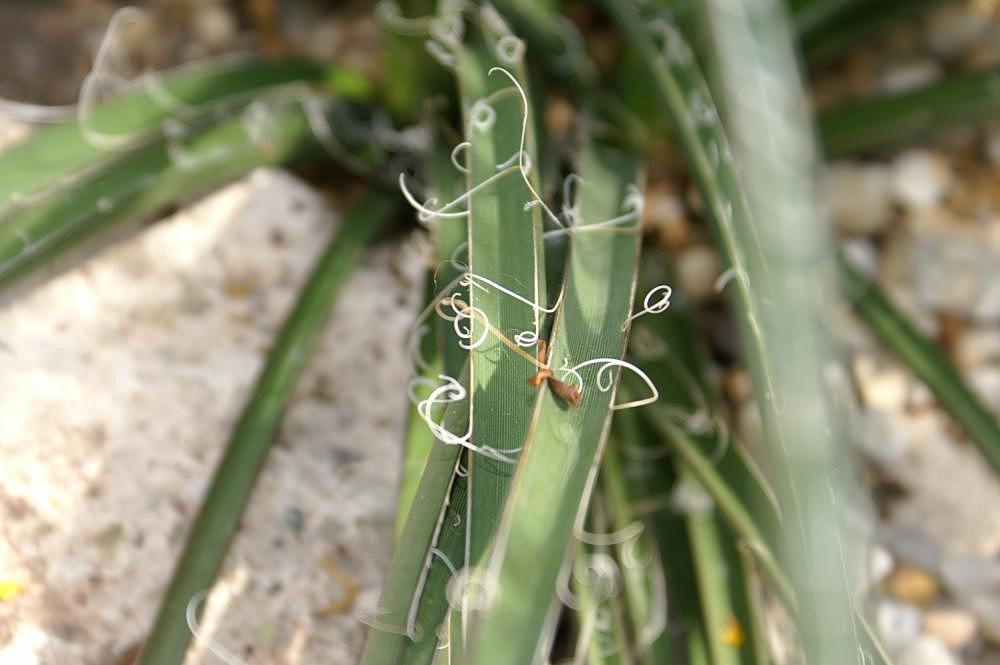Close-up of leaves with marginal fibers.
