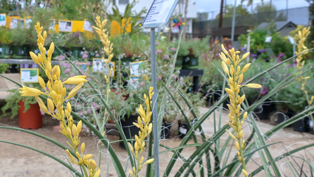 Racemes of yellow flowers above fibrous leaves.