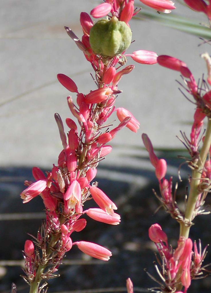 Close-up on red flowers (with yellow interiors) & a capsule.
