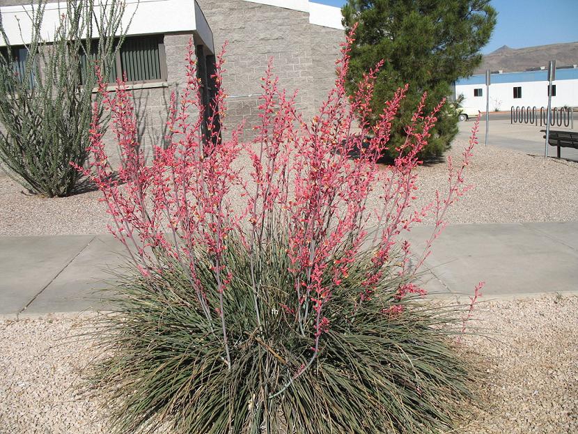 Tuft of stiff, narrow, grassy leaves. Spikes of red flowers.