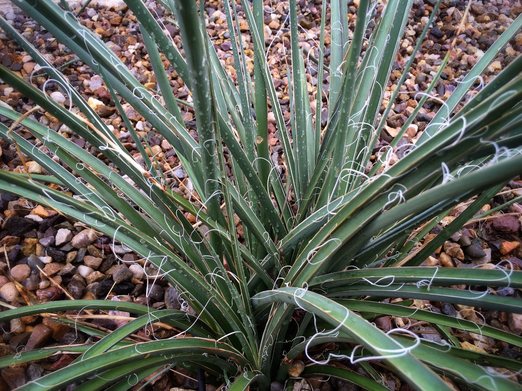 Close-up of a rosette of stiff leaves with marginal fibers.