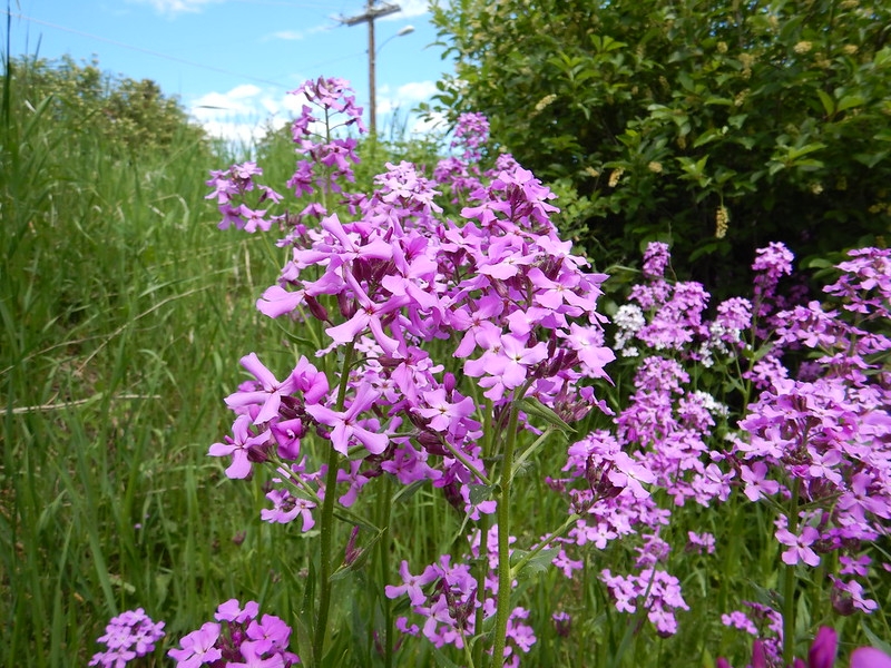 Clusters of pink, 4-petaled flowers.