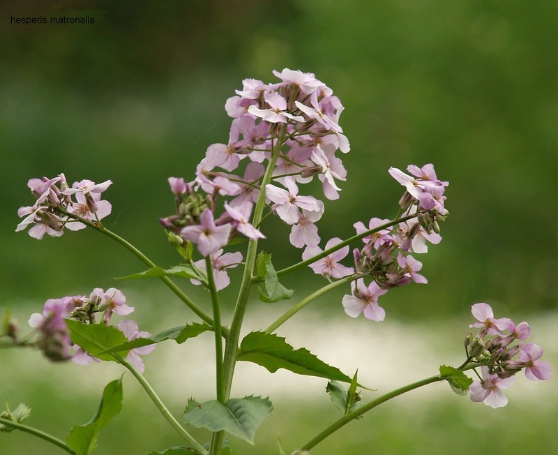 Clusters of pink, 4-petaled flowers.