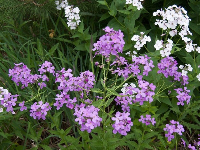 Clusters of pink, 4-petaled flowers.
