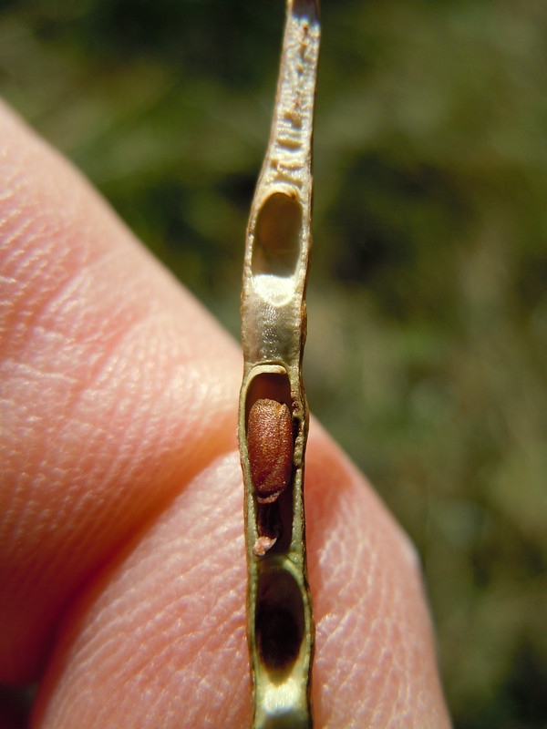Close-up of the open fruit capsule and seeds.