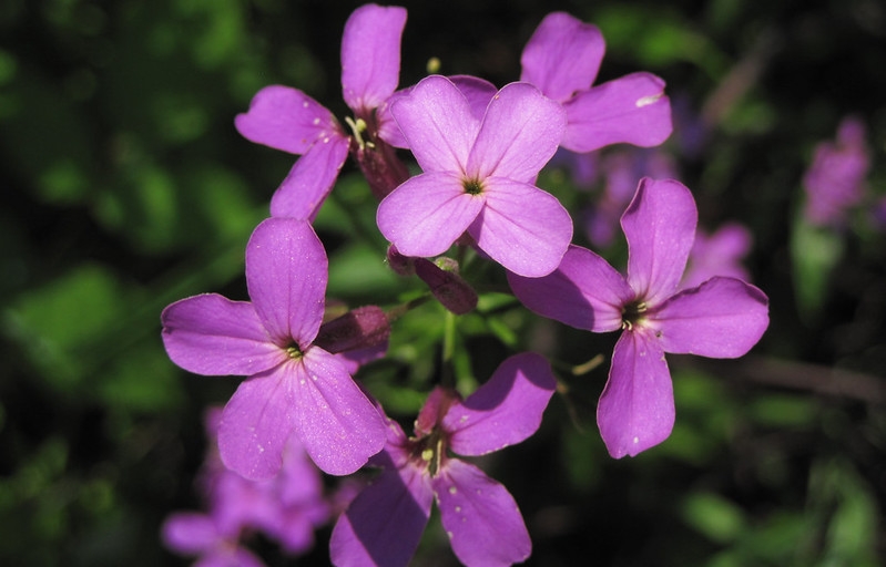 Clusters of pink, 4-petaled flowers.