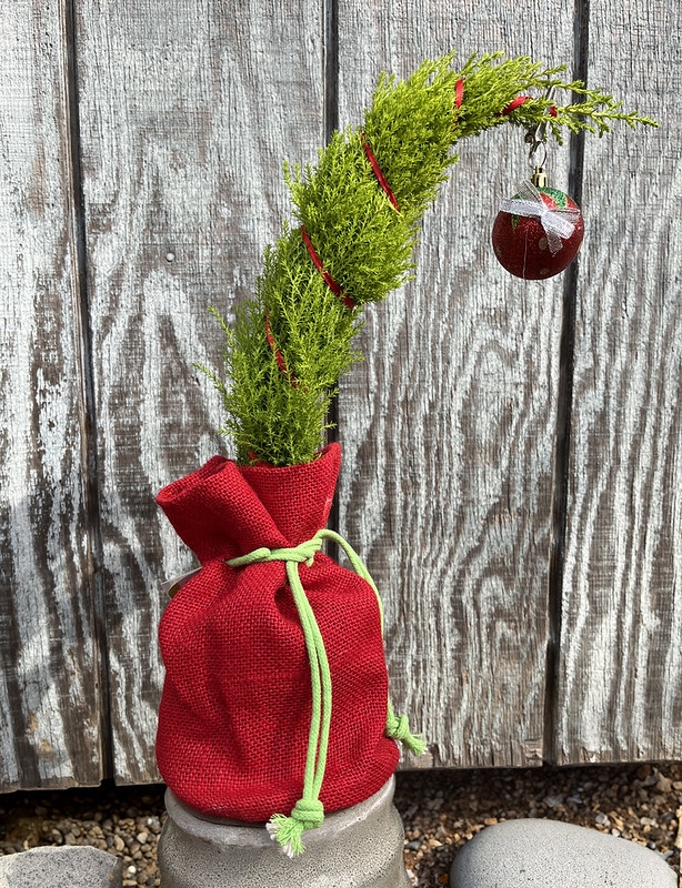 Potted plant; tip wired to curve to one side; for Christmas.