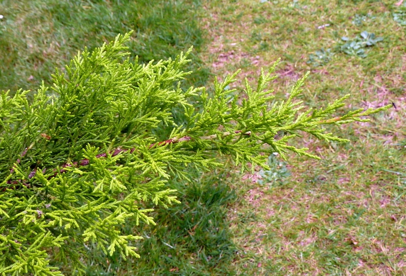 Scaly branch with yellow new growth.