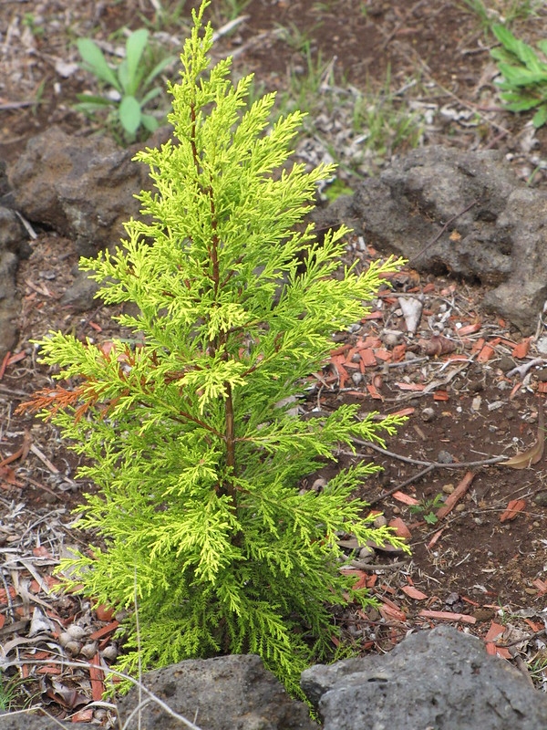 A young erect tree with spreading branches & yellow foliage.