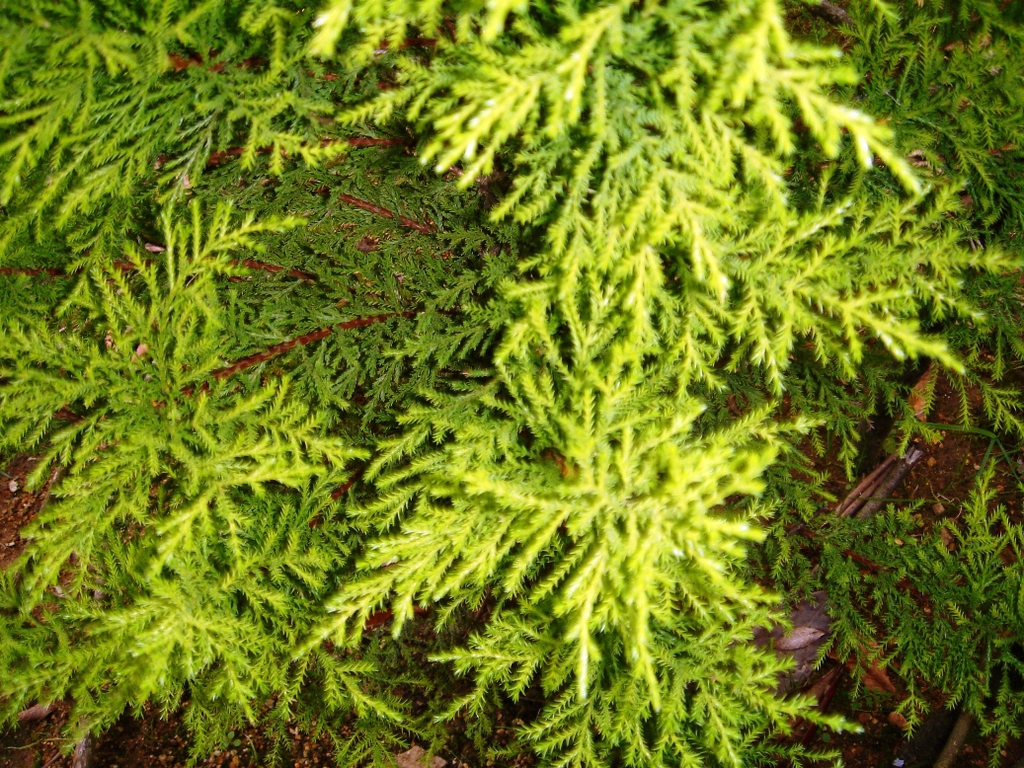 Close-up of the foliage to show color.