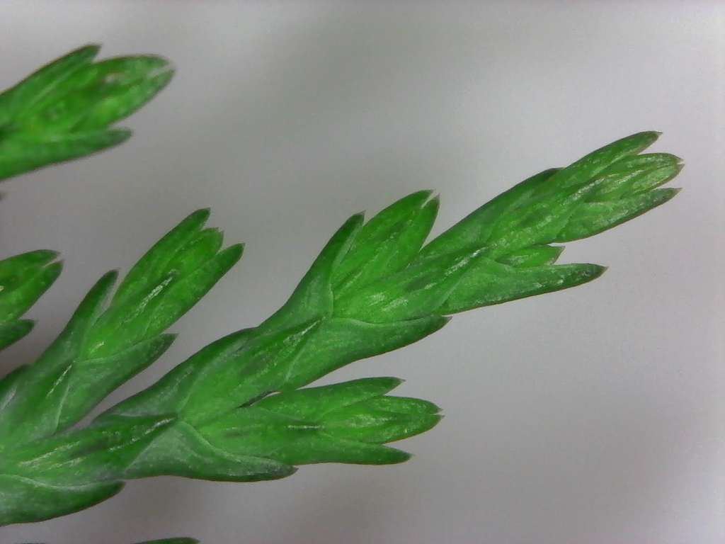 Close up detail