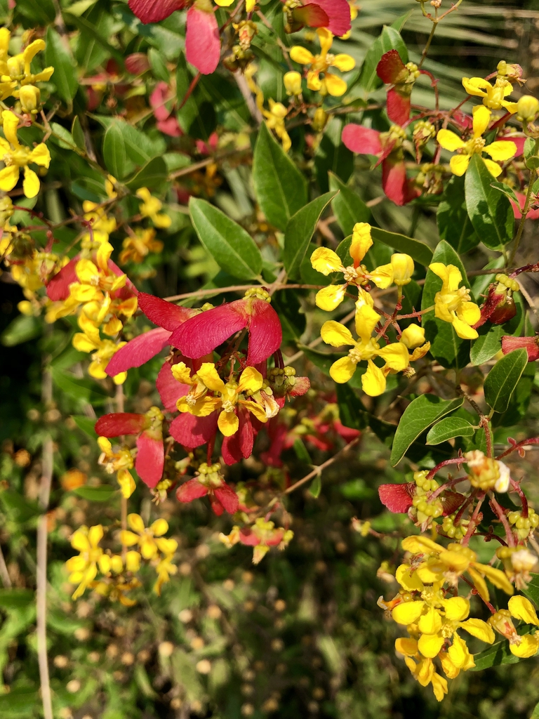 'Samura' - Flowers/Fruits - Wake Co., NC