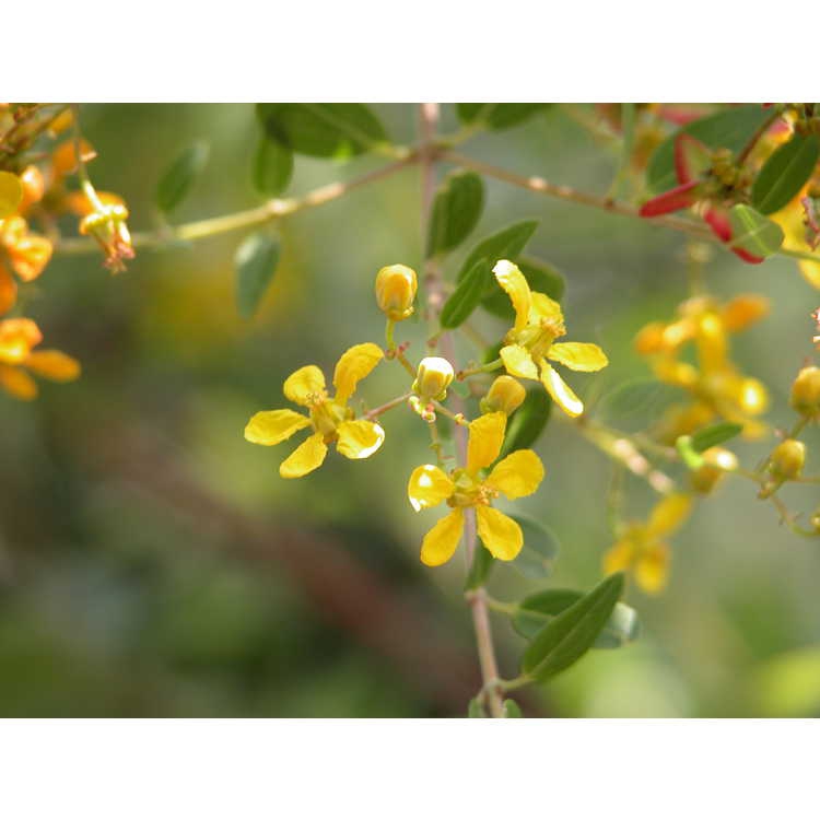 Flower Detail
