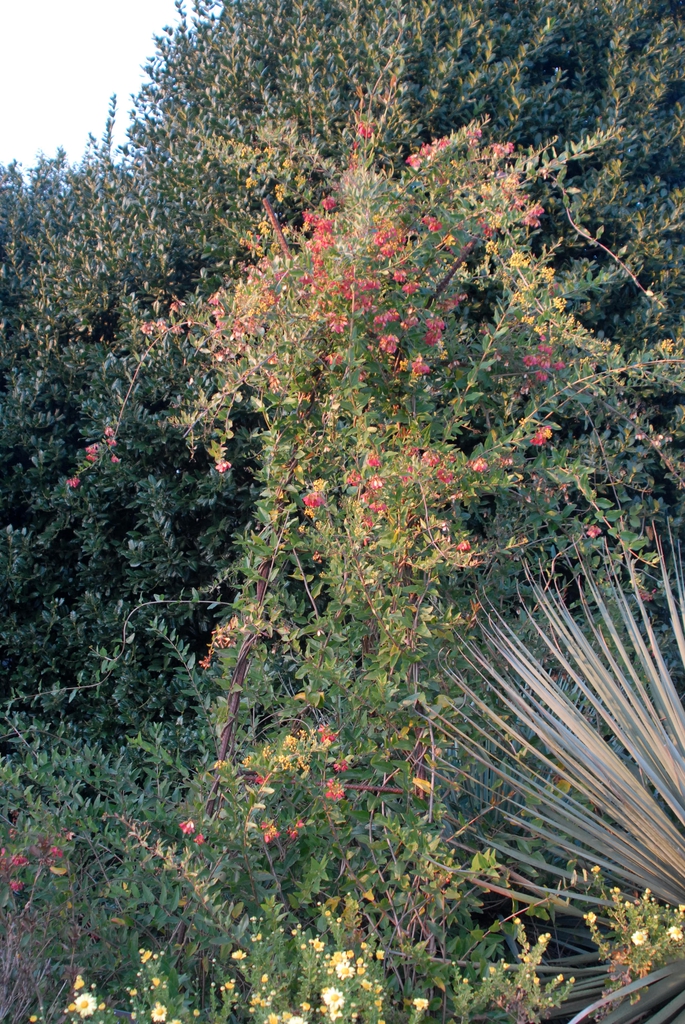Vine Form