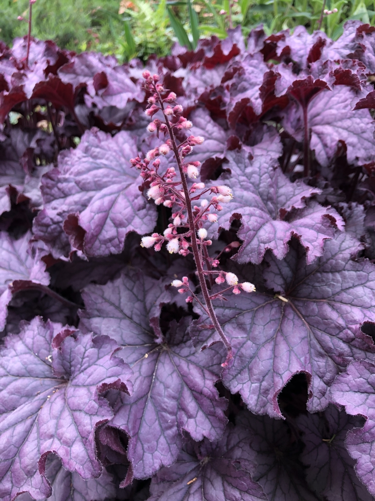 Purple foliage & erect panicle of small white, fuzzy flowers.