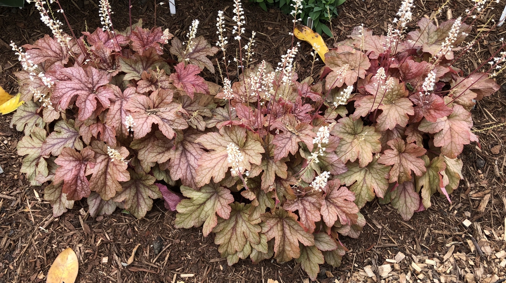 Bronze-leafed plants with erect panicles of small white flowers